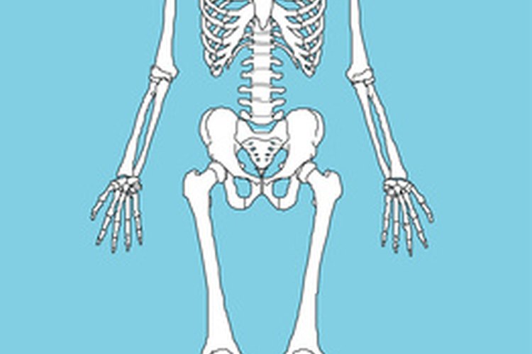 El esqueleto humano proporciona la forma al cuerpo.