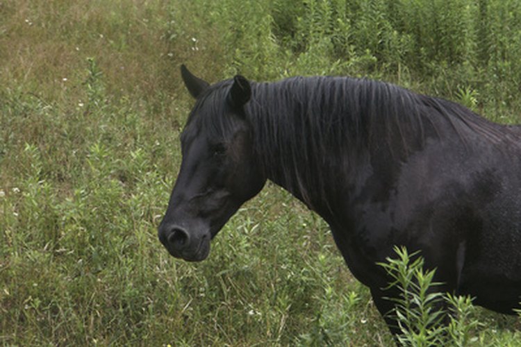 Una granja pequeña adecuadamente mantenida te permite criar animales saludables, como por ejemplo caballos.