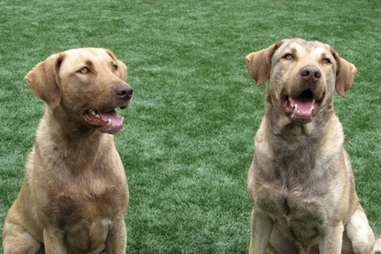 Conoce los tipos de hernias que pueden presentar los perros.