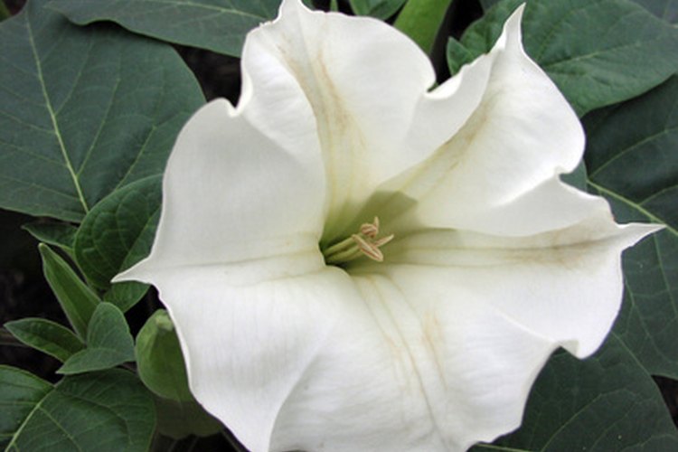 Las flores Moon se revelan en la noche.
