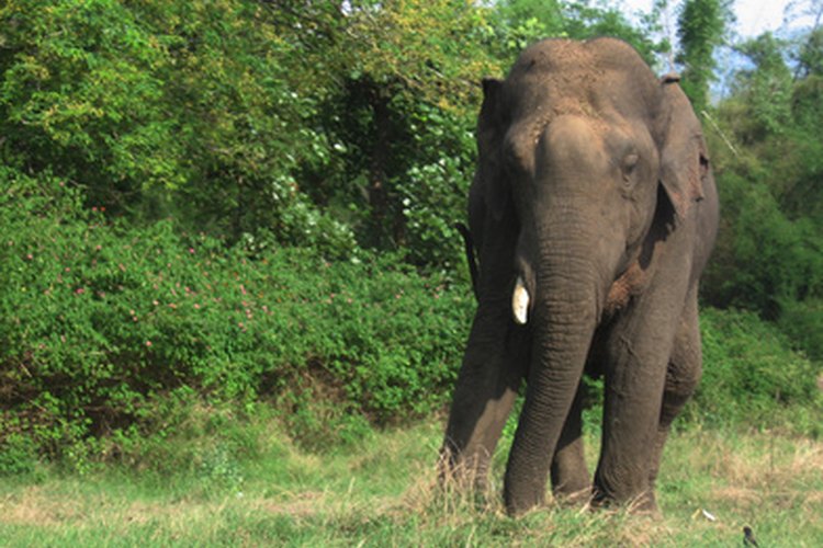El elefante africano es considerado una especie en peligro de extinción.