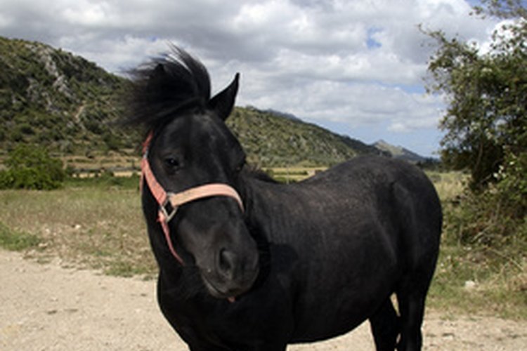 Los caballos y los ponis tienen muchas razas.