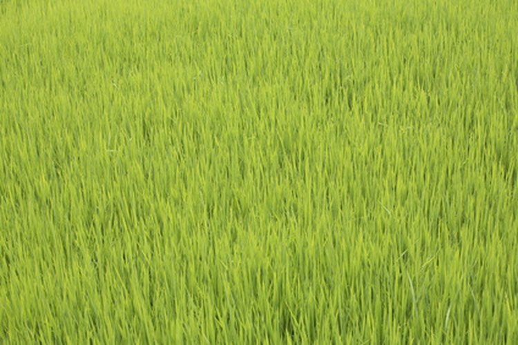 ¿Qué herramientas se usan para obtener arroz de los campos y llevarlos a las tiendas?