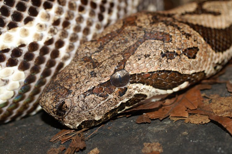 Boa constrictor.