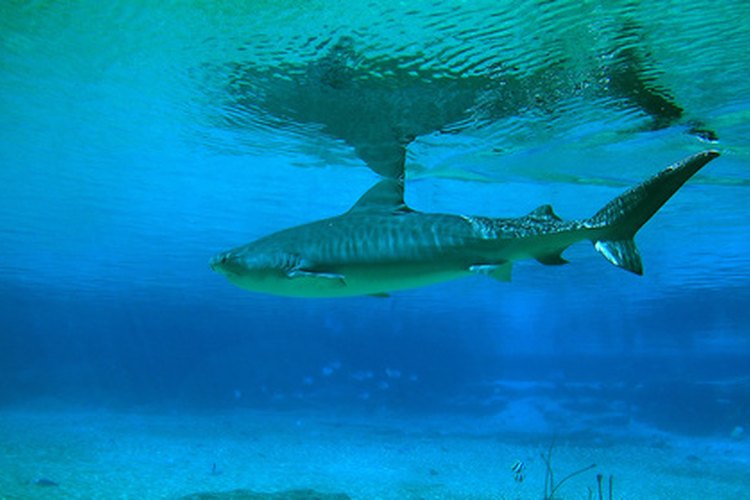 Las diferentes especies de tiburones tienen divrsos hábitos de apareamiento.