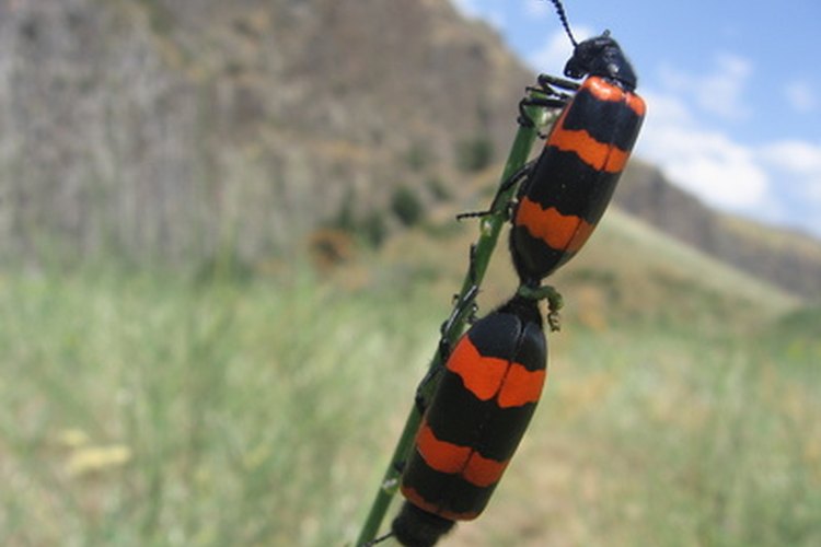 Enseña a los niños acerca de los insectos observándolos en la naturaleza.