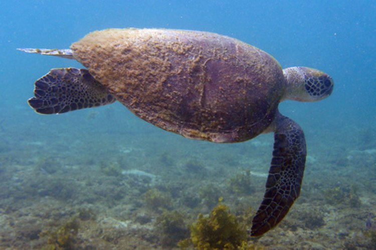 Las extremidades largas y planas ayudan al movimiento de las tortugas marinas en el agua.