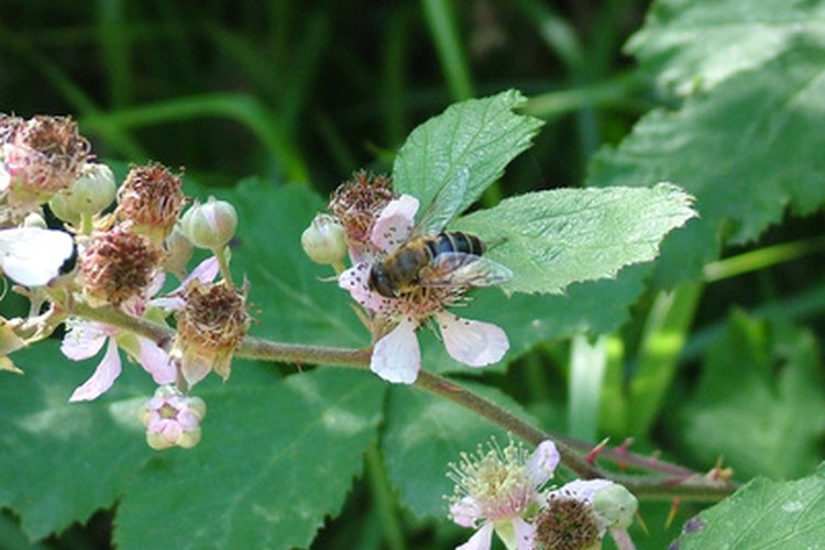 Las abejas son el manjar favorito de algunas aves.
