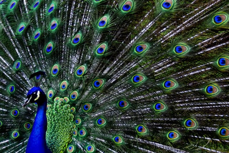 Las plumas representan la bondad, la paciencia y la buena fortuna.