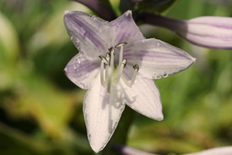 Las flores hosta son muy bonitas.