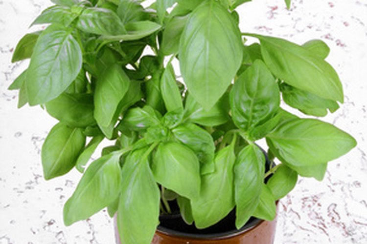 Planta de albahaca en maceta.