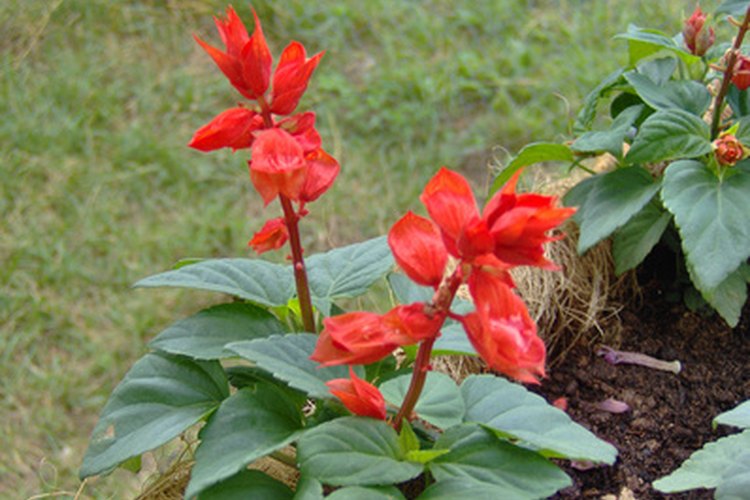 Los tallos de algunas variedades pueden tener tan sólo algunas flores.