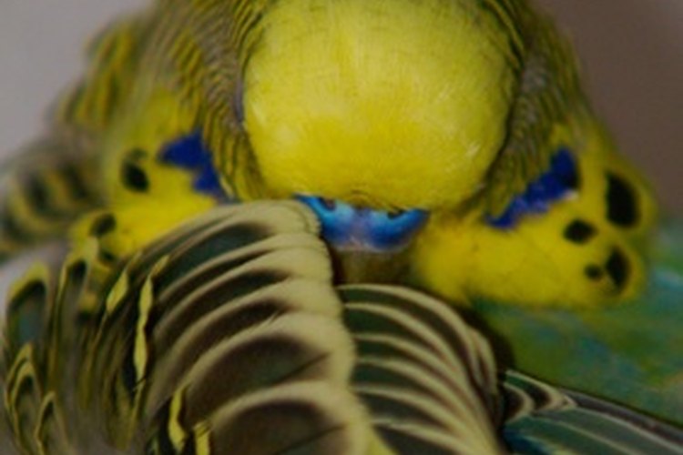 A los periquitos australianos les terminan de crecer todas las plumas a las siete semanas de edad.