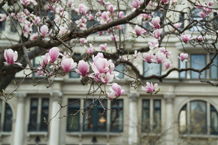 Los árboles de magnolias pueden producir problemas en los cimientos de las casas.