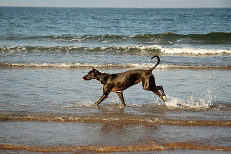 Las colas largas de los perros sufren daño fácilmente.