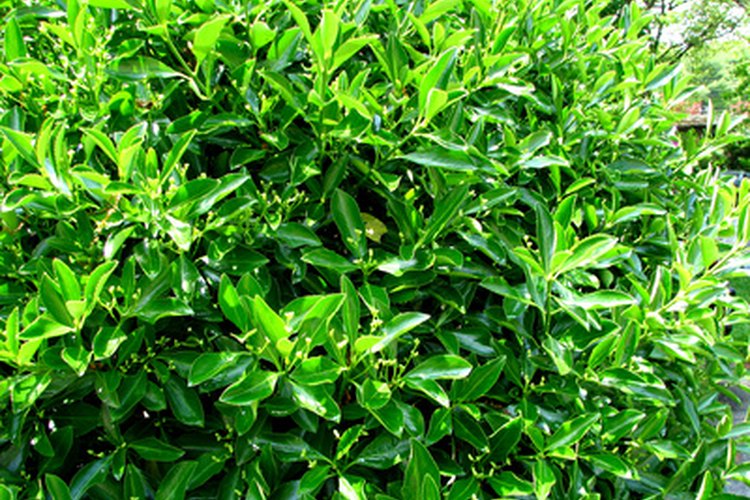 Ilex vomitoria.