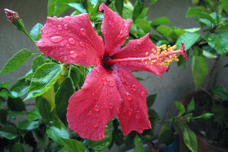 Una planta de hibiscos.