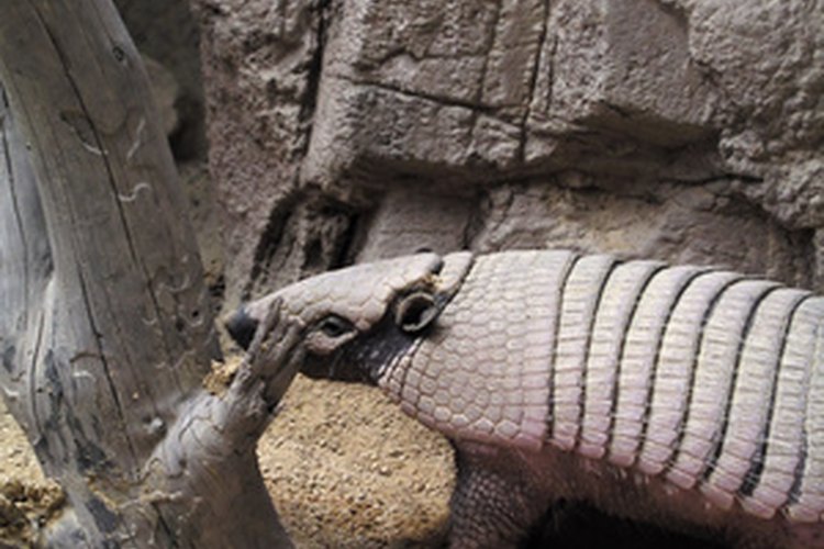 Armadillo.