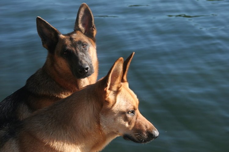Los perros pueden oír frecuencias de sonido más altas que los humanos.