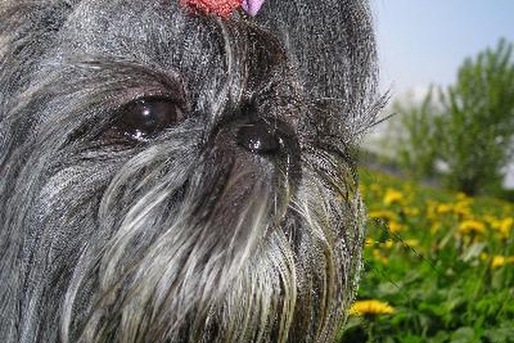 La epilepsia es causada por un fallo eléctrico en el cerebro de un Shih Tzu.