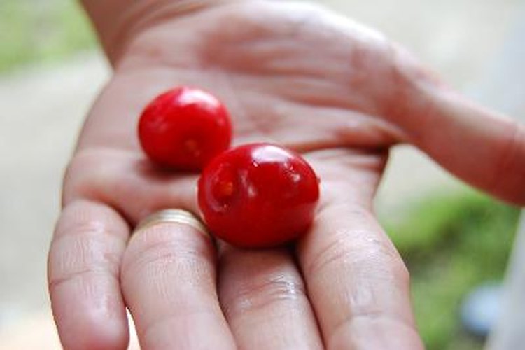 La próxima vez que disfrutes de una cereza fresca,guarda el hueso para plantarlo.