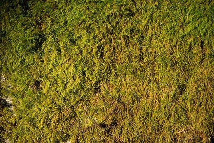 Los musgos Andreaeopsida crecen en climas fríos.