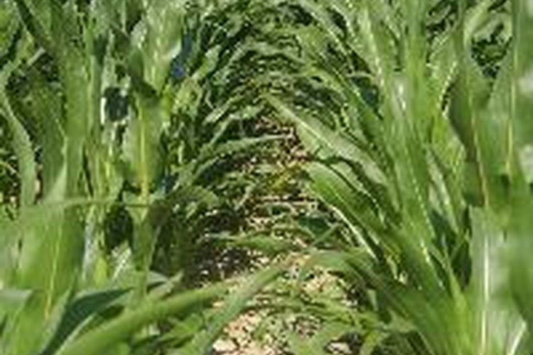 El maíz es un cultivo alimentario plantado comúnmente, polinizado por el viento.