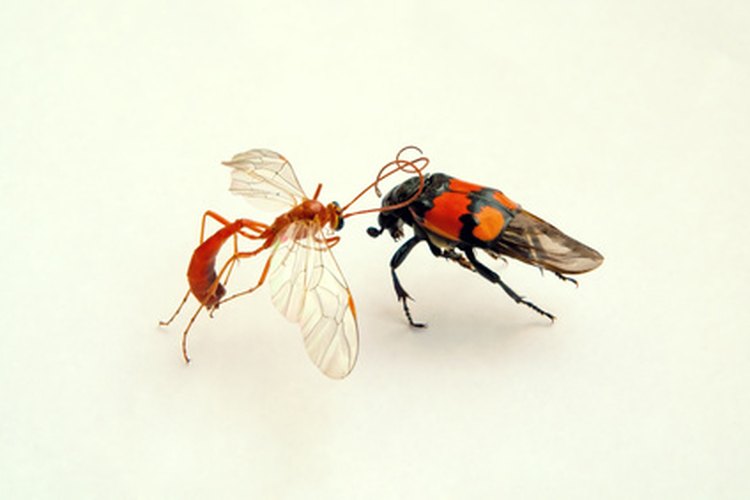 Los ciclos de vida de los insectos muestran una variación extrema.