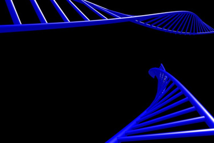 Tanto el ADN como el ARN controlan la síntesis de proteínas en las células.