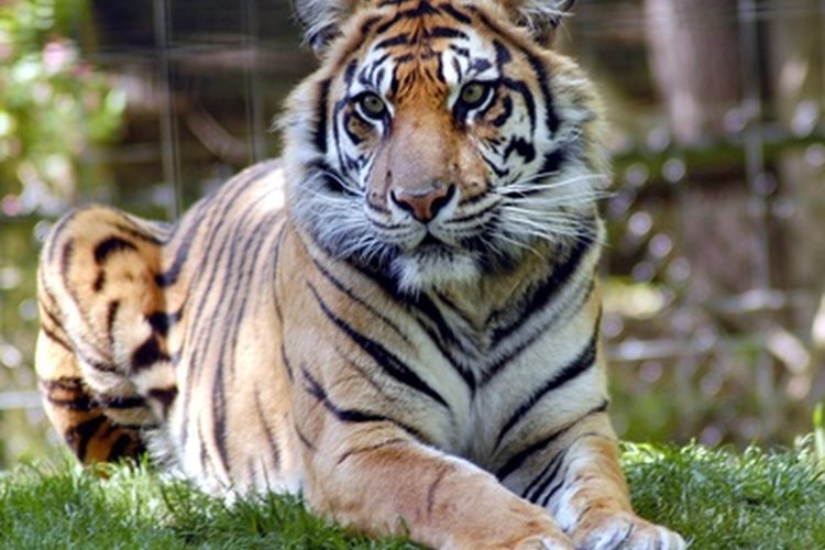 Los tigres funcionan como un disfraz de selva perfecto.