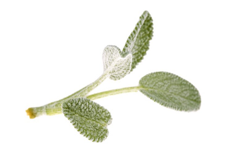 La salvia blanca es un limpiador muy utilizado por los nativos norteamericanos.