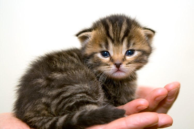 Los gatitos que tengan los ojos cerrados y la nariz bloqueada no serán capaces de alimentarse.