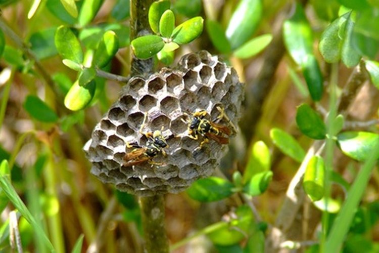 Una plaga de estos parásitos no deseados es evidente porque aparecen pequeños agujeros en los tejidos