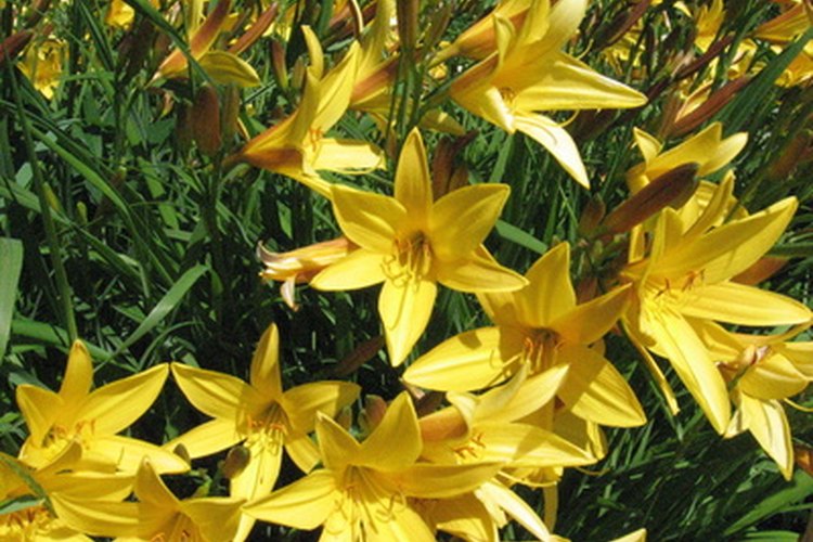 Los lirios son una flor abundante en la familia de las liliáceas.