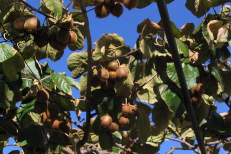 El aceite de oliva presionado en fresco tiene un sabor robusto y marcadamente amargo.