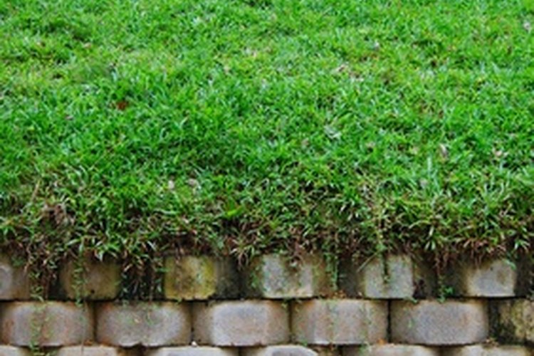 Puedes tener un pasto verde y exuberante durante la mayor parte del año.