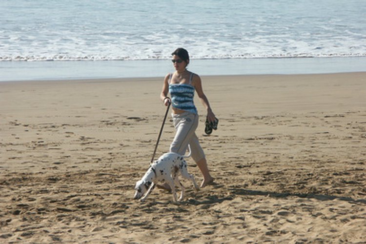 Disfruta de entrenar en la playa con tu perro con una correa.