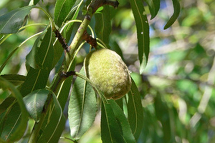 Cosecha almendras cuando las cubiertas se sequen y se abran.