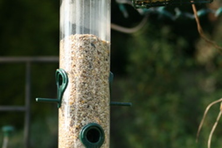 Las semillas niger son una comida popular para aves silvestres.
