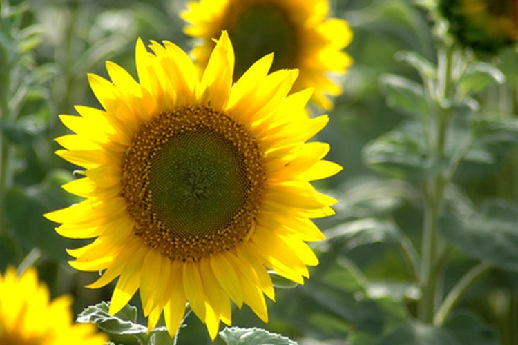 Utiliza el aceite de girasol para nutrir tu cabello.