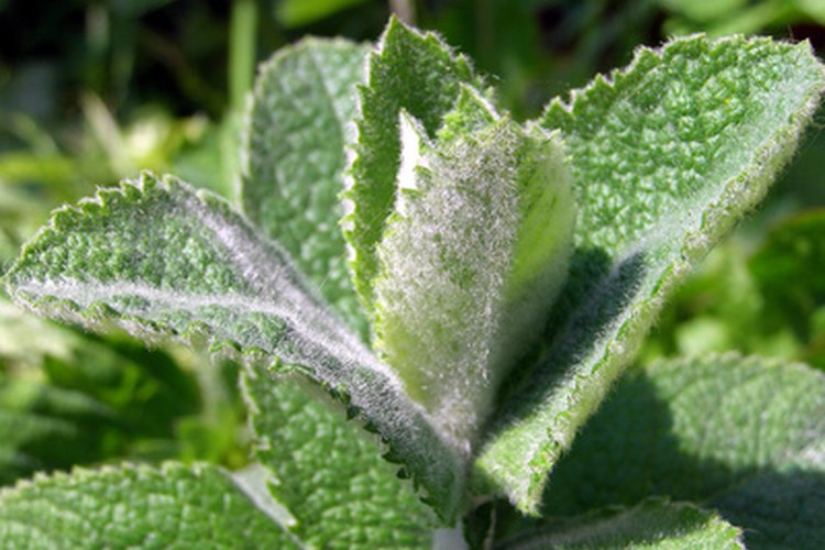 Menta.