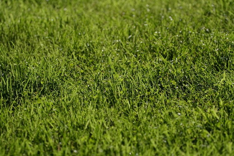 Puedes pregerminar la semilla de pasto para acelerar el proceso.