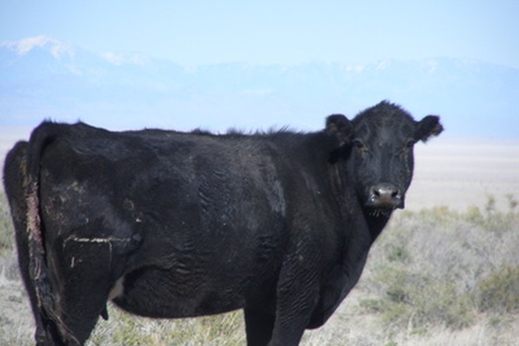 Características físicas de las vacas Black Angus.
