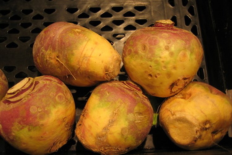 En Samhain, los nabos eran tallados con caras, en lugar de las calabazas.