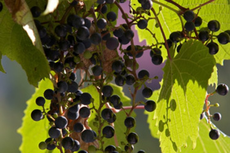 Con las uvas de concordia, que contienen mucha pectina de manera natural, puedes preparar gelatinas deliciosas.