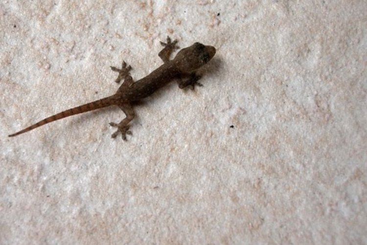 Aunque son relativamente inofensivos, los geckos pueden ser un invitado aterrador y molesto para las personas que preferirían que se quedaran afuera.
