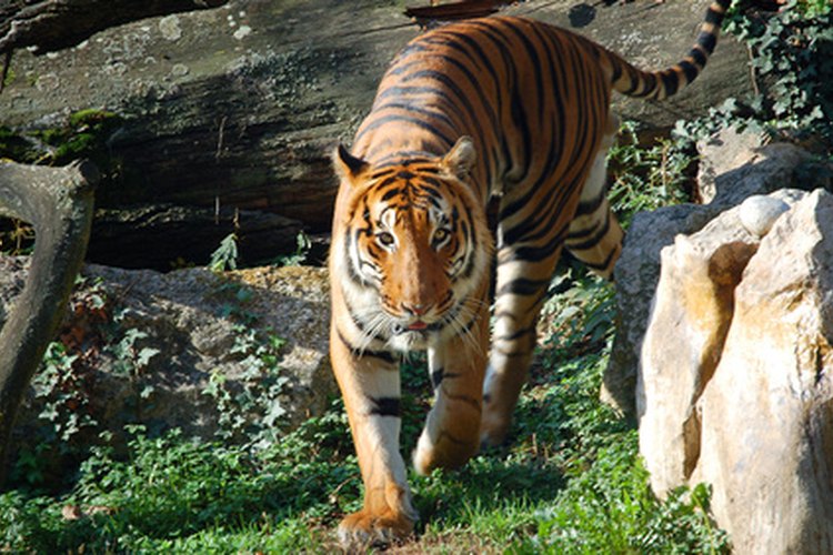 Tigre.