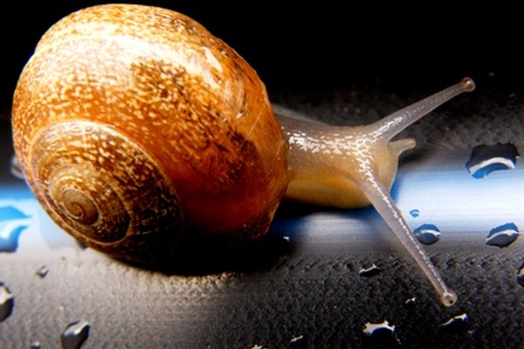 Cuidar a un caracol mascota