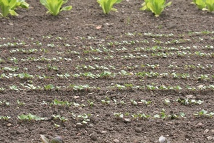 Jardín de verduras.