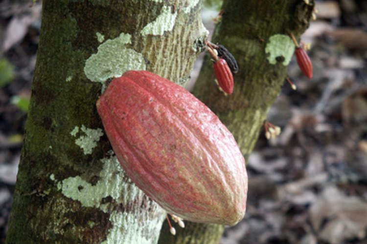 El descubrimiento del cacao